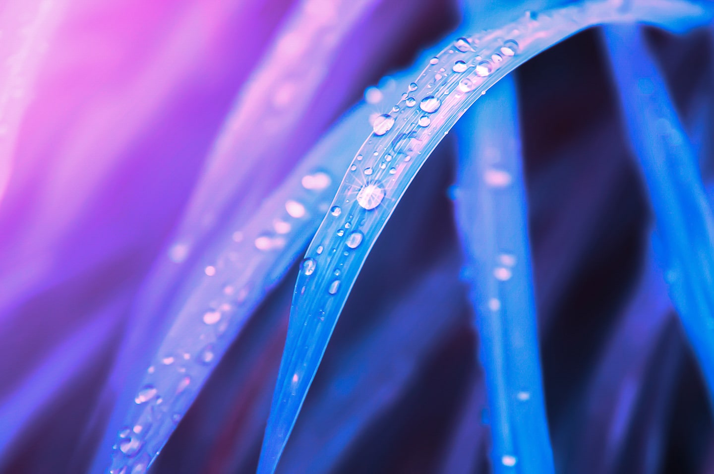 purple leaves background