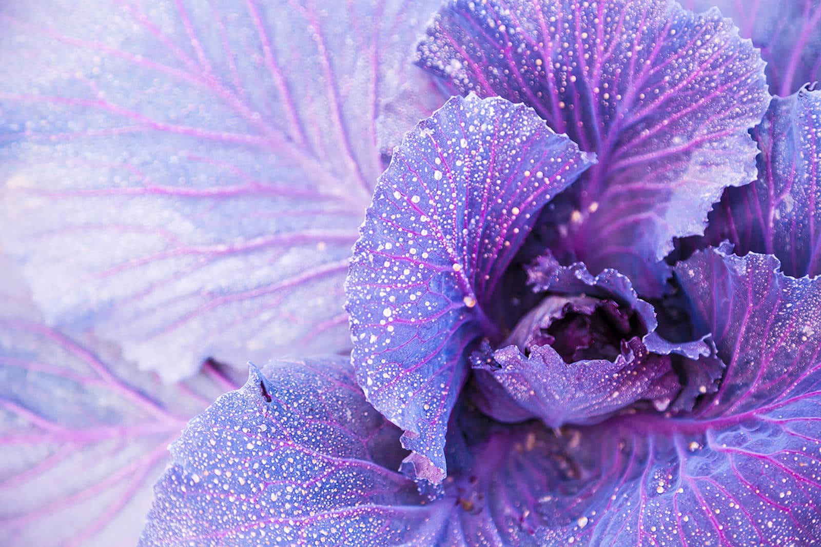 purple flower background