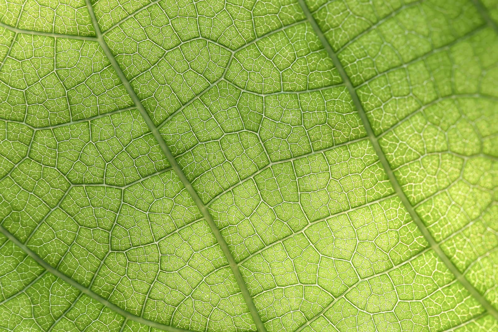 green leaf background