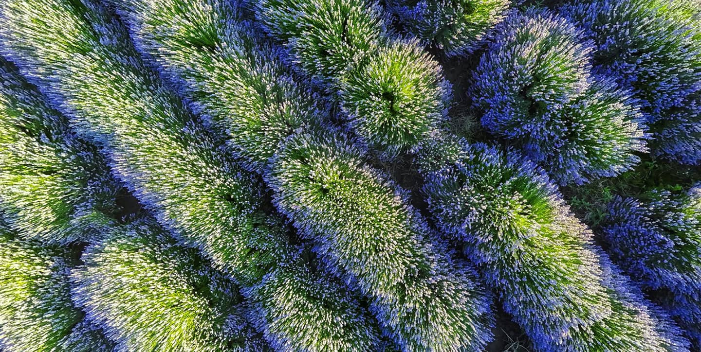 birds eye view of trees